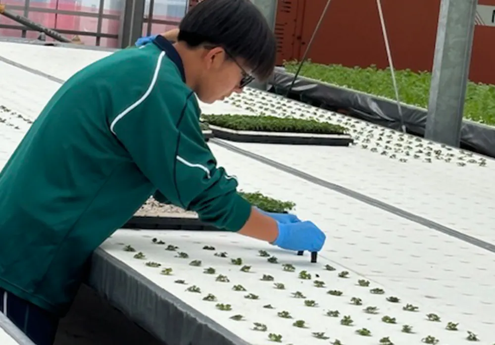 苗の植え付けを体験する高校生