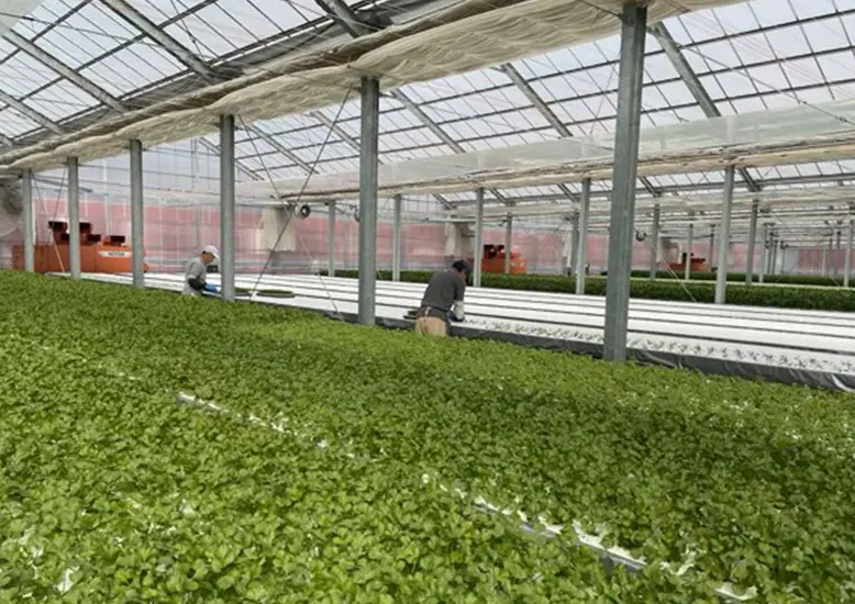 ビニールハウス内に設置した水耕栽培プラント