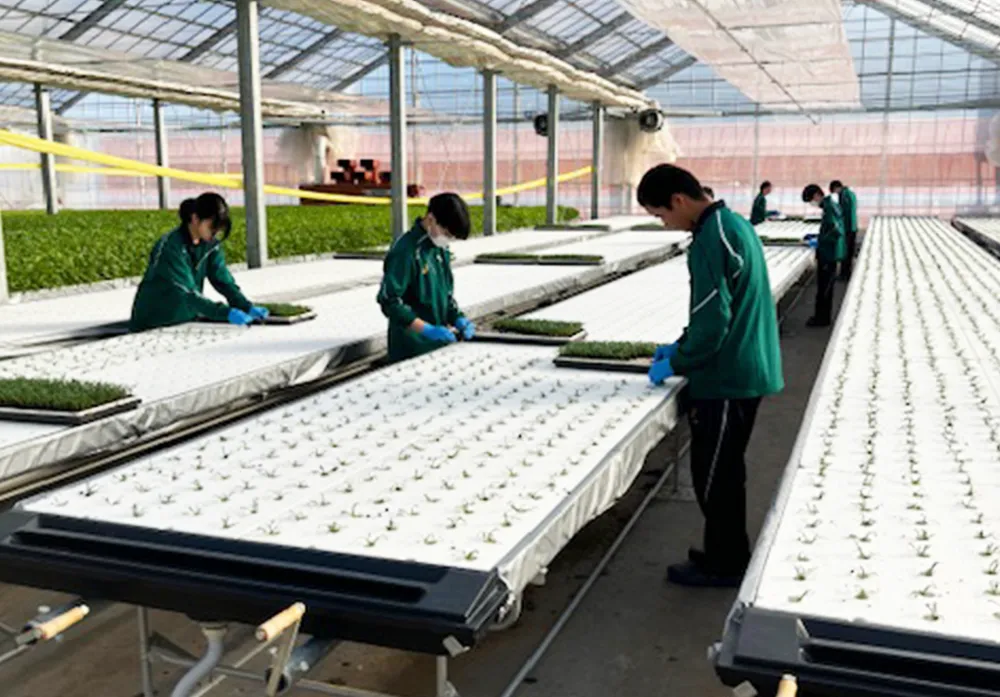 植物工場で農作業を体験する高校生